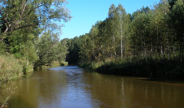 Барнаульский ленточный бор