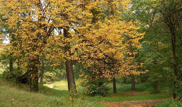 Филёвский парк