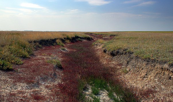 Камышловский лог