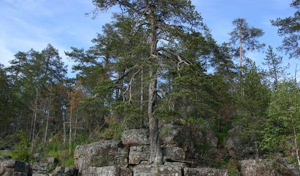 Остров Верккосаари