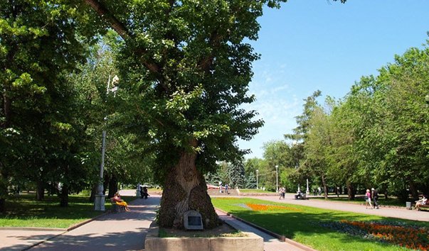 Тополь на площади Павших Борцов